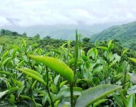 云南的六大茶山（江内六座山+江外六座山）