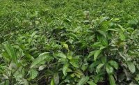 2024年4月茶树最新详情：茶树过度种植、供过于求